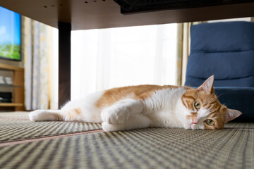 テーブルの下でくつろぐ茶白猫