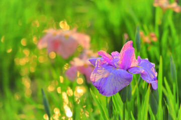 キラキラ光る玉ボケと美しい花菖蒲