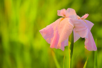 美しいピンクの花しょうぶ