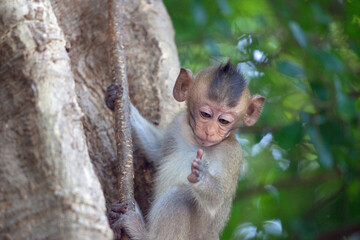 可愛いサル