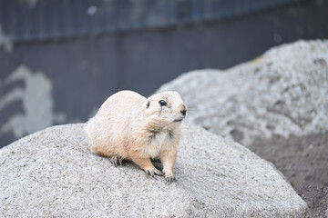 石の上に座るプレーリードッグ