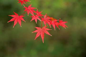 環境芸術の森の紅葉