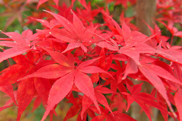 赤く色付いたモミジ