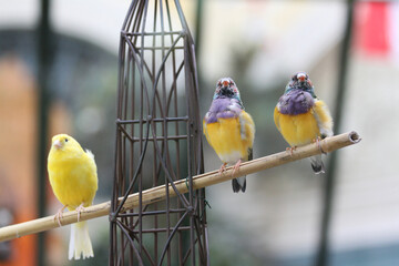 Trio of vibrant finches on a perch have an important meeting interrupted