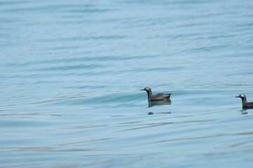 Spectacled guillemot on the sea