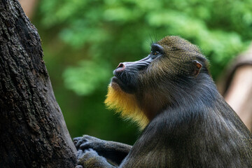A female mandrillus sphinx known as a mandrill