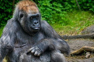 A gorilla