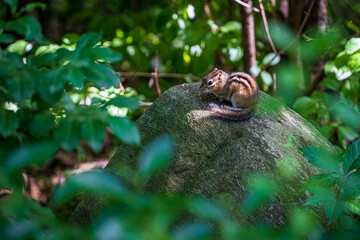 An Eastern chipmunk