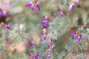 Fototapeta premium Western honey bee drone gathers the good good pollen from native desert flowers