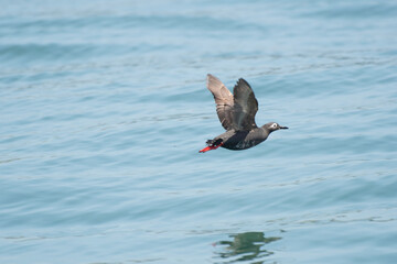 Spectacled guillemot flying over the sea