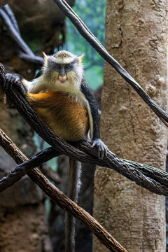 A Wolf's Guenon