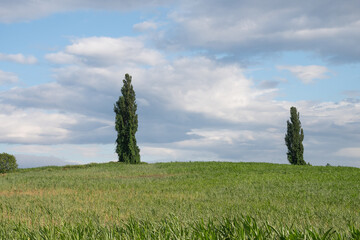 Fototapeta na wymiar 緑の畑とポプラの木 