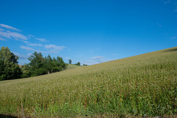 Fototapeta premium 花が咲いたソバ畑と青空 
