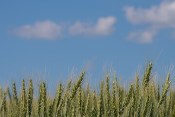 緑の麦の穂と青空
