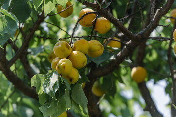 lemon tree with fruits