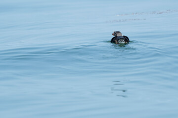 Rhinoceros auklet on the sea