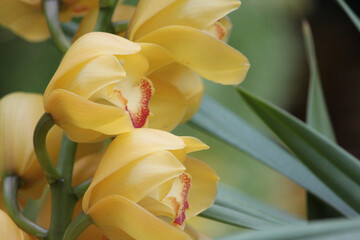 An edible delicacy in its floral form the boat orchid judges other flowers as they bloom in the...