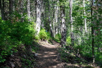 footpath in the woods