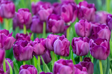 Fototapeta premium A cascade of showy purple tulips add a vibrant pop of color to the evening garden