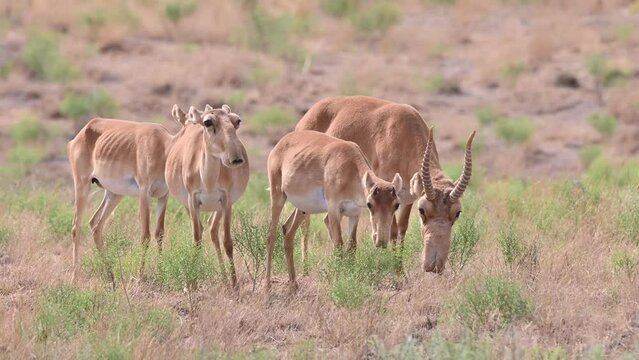 Wild saiga antelope or Saiga tatarica grazes in steppe. 4K