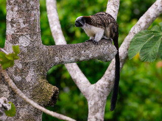 Wild Geoffroys Tamarin sitting on tree branch in Panama