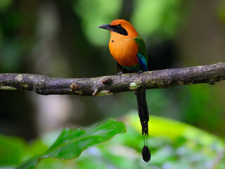 Rufous Motmot Perched on tree branch on green background