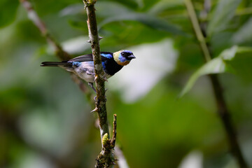 Golden-hooded Tanager perched on tree branch on green background