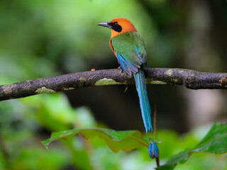 Rufous Motmot Perched on tree branch on green background