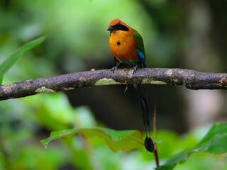 Rufous Motmot Perched on tree branch on green background
