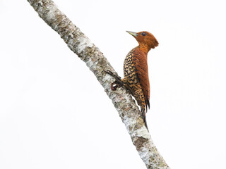 Cinnamon Woodpecker perched on tree branch, isolated
