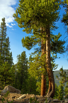 Beautiful trees in Pike-San Isabel National Forest at Turquoise Lake in Colorado