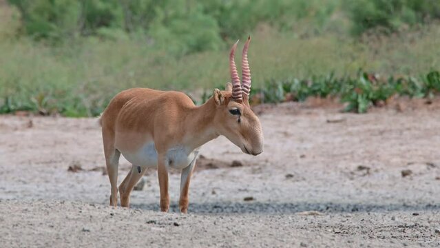 Wild saiga antelope or Saiga tatarica grazes in steppe. 4K