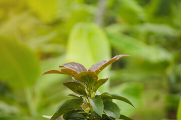 Leaves with bokeh background. Suitable for use as a graphic resource, wallpaper, basic material for greeting cards, wedding invitations, postcards and other