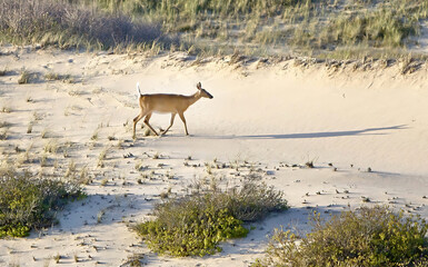 White Tail Deer in the Dunes of the Cape Cod National Seashore