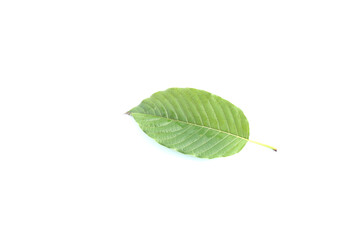 Fototapeta premium Kratom leaves on a white background