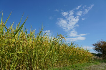 秋の稲田は青空の下で黄金色に染まる