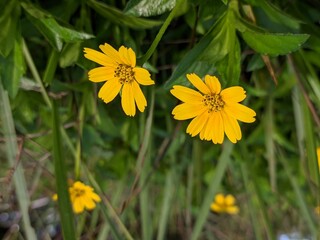 Wedelia flower (Sphagneticola trilobata) in the morning