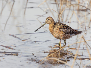 Male Short-billed Dowitcher in Breeding Plumage