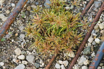Wild plants with a subtle blur background, suitable for use as wallpaper or graphic resources, quotes and others