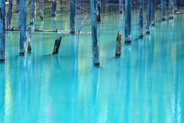 白金青い池で見たエメラルドグリーンの水面と水中木のコラボ情景＠北海道