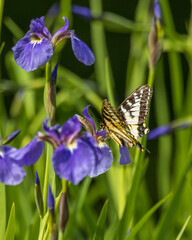 A Wild Alaskan Iris and Swallowtail Butterfly