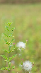 Wild plants with a subtle blur background, suitable for use as wallpaper or graphic resources, quotes and others
