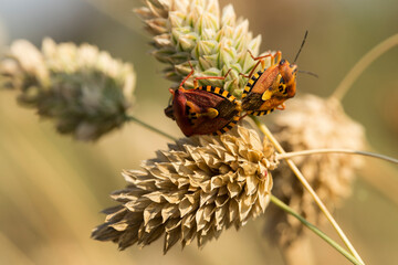 Carpocoris pudicus is a species of shield bug in the family Pentatomidae.
