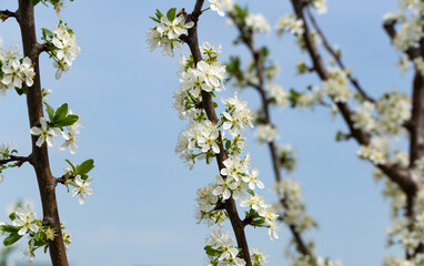 Plum blossom in April. White flowers of fruit tree. Bees and other insects pollinate flowers.