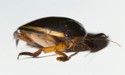 Fototapeta premium Dytiscidae – are the predaceous diving beetles, a family water beetles. Cybister lateralimarginalis-male.