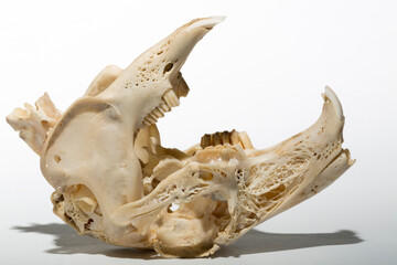 Skull of a hare on a white background. Rodent - (Lepus timidus). The bones of the head of the animal.