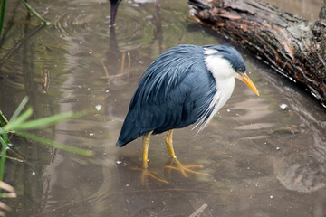 the pied heron is a black and white bird