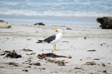 the Pacific gull has a white body and head and black wings with a yellow beak and red on the tip