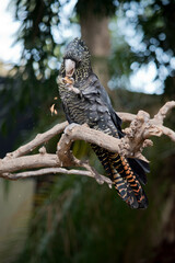 the red tailed black cockatoo has a black body with yellow marking and some red in its tail © susan flashman