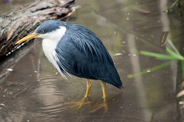 the pied heron is a black and white bird standing in water
